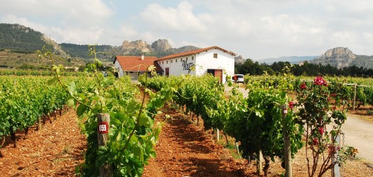 Bodegas Muga Viñedos